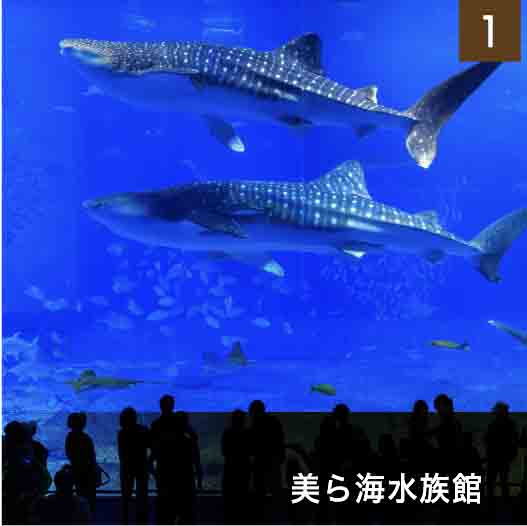 美ら海水族館